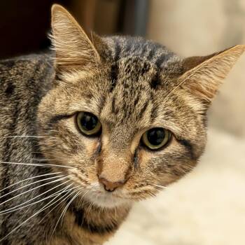 Tiger - Reduced Fee -  Domestic Short Hair Cat for Adoption in Jefferson, Wisconsin - Tiger - Reduced Fee | PetCurious