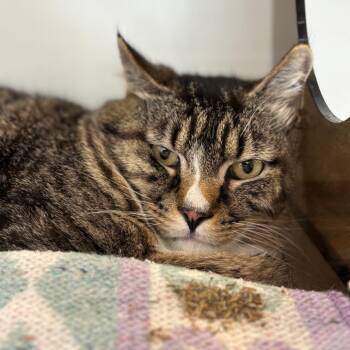 Domestic Short Hair Cats Available for Adoption in Park City, Utah - Big Tom | PetCurious
