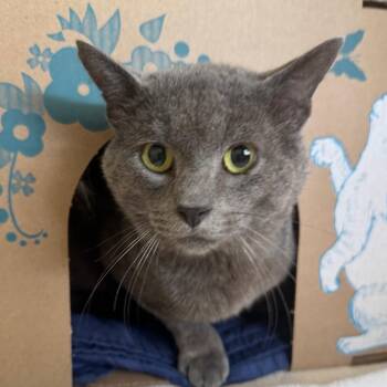 Mitzer Mitzer -  Domestic Short Hair Cat for Adoption in West Olive, Michigan - Mitzer Mitzer | PetCurious