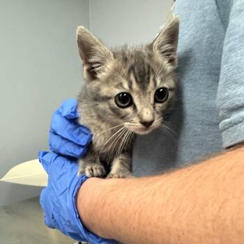Gabby -  Domestic Short Hair Cat for Adoption in Columbus, Georgia - Gabby | PetCurious