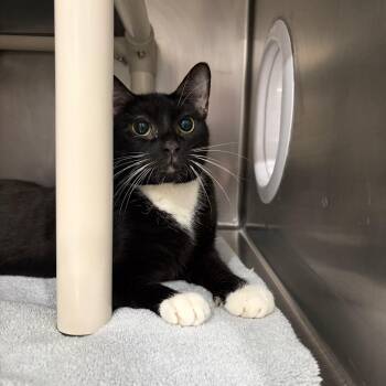 Orio -  Domestic Short Hair Cat for Adoption in Newark, New Jersey - Orio | PetCurious