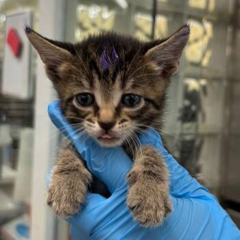 Domestic Short Hair Cats Available for Adoption in West Palm Beach, Florida - Wendy | PetCurious
