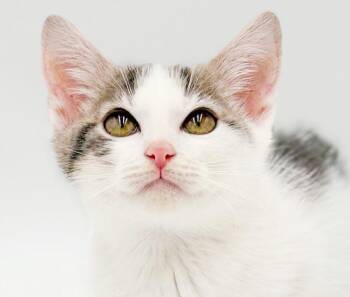 NICO is nothing but absolute PURRfection -  Turkish Van and Tabby Cat for Adoption in Bedford Hills, New York - NICO Is Nothing But Absolute PURRfection | PetCurious