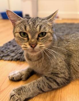 Rescue Domestic Short Hair Cats for Adoption in Hull, Massachusetts - Greta | PetCurious
