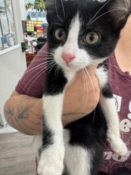 Helios -  Domestic Short Hair Cat for Adoption in Glenfield, New York - Helios | PetCurious