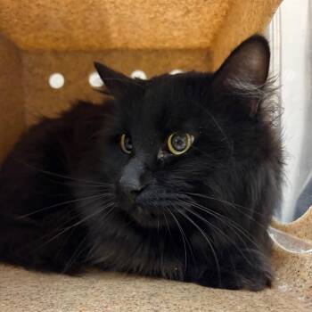 Raven -  Domestic Medium Hair Cat for Adoption in Reno, Nevada - Raven | PetCurious