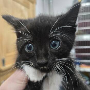 Raptor -  Domestic Short Hair Cat for Adoption in Idaho Falls, Idaho - Raptor | PetCurious