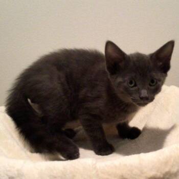 Domestic Short Hair Cats Available for Adoption in Knoxville, Tennessee - Keanu | PetCurious
