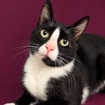 Oreo -  Domestic Short Hair Cat for Adoption in Concord, North Carolina - Oreo | PetCurious