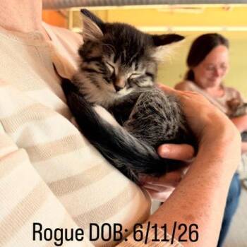 Rogue C11567 -  Domestic Short Hair Cat for Adoption - Rogue C11567 | PetCurious