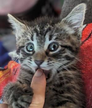 Domestic Short Hair Cats Available for Adoption in St. Peters, Missouri - Clover #14372DG | PetCurious