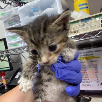Derek (no collar) -  Domestic Short Hair Cat for Adoption in League City, Texas - Derek (no Collar) | PetCurious