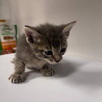Arnold -  Domestic Short Hair Cat for Adoption in Tampa, Florida - Arnold | PetCurious
