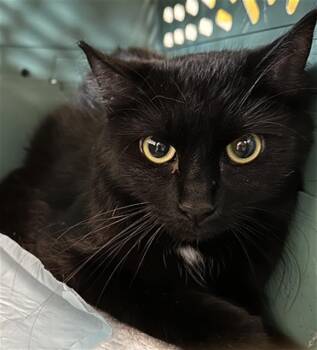 Domestic Short Hair Cats Available for Adoption in Fort Lauderdale, Florida - SYLVIE | PetCurious
