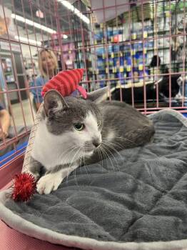 Bebe -  Domestic Short Hair Cat for Adoption in Naples, Florida - Bebe | PetCurious