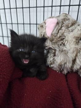 Creek -  Domestic Long Hair Cat for Adoption in Salmon, Idaho - Creek | PetCurious