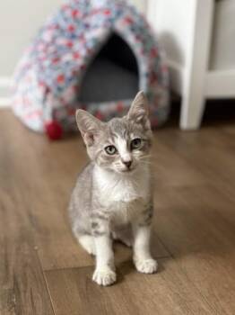 Orange -  Domestic Short Hair Cat for Adoption in West Chester, Pennsylvania - Orange | PetCurious