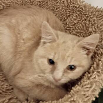 Domestic Short Hair Cats Available for Adoption in Grantsville, Utah - Gingerbread | PetCurious