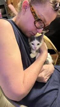 Captain -  Domestic Short Hair Cat for Adoption in Wheaton, Illinois - Captain | PetCurious