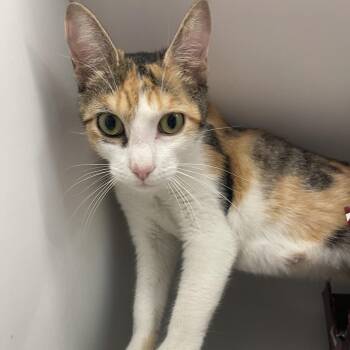Kitana -  Domestic Short Hair Cat for Adoption in Los Angeles, California - Kitana | PetCurious