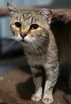 Tofu -  Domestic Short Hair Cat for Adoption in Lincoln, Nebraska - Tofu | PetCurious