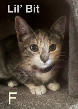 Lil Bit -  Domestic Short Hair Cat for Adoption in Darien, Georgia - Lil Bit | PetCurious