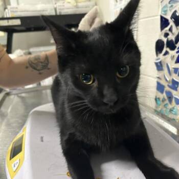Rescue Domestic Short Hair Cats for Adoption in Pensacola, Florida - FRITO | PetCurious