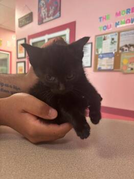 Hibiscus -  Domestic Short Hair Cat for Adoption in Fall River, Massachusetts - Hibiscus | PetCurious