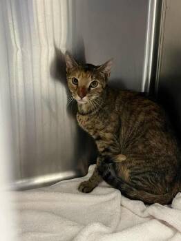 Farrah -  Domestic Short Hair Cat for Adoption in Burgaw, North Carolina - Farrah | PetCurious