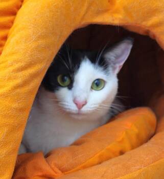 Bean -  Domestic Short Hair Cat for Adoption in New Albany, Ohio - Bean | PetCurious