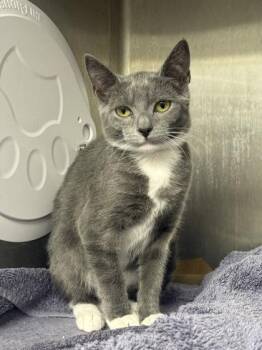 Kamara -  Domestic Short Hair Cat for Adoption in West Chester, Pennsylvania - Kamara | PetCurious