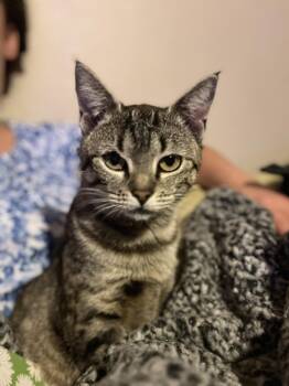 Rescue Domestic Short Hair Cats for Adoption in Highland Park, Pennsylvania - Momma Laurel | PetCurious