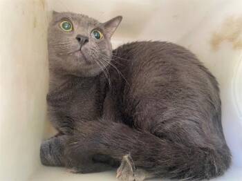 DUKE -  Domestic Short Hair Cat for Adoption in Rowlett, Texas - DUKE | PetCurious