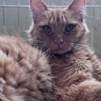 Max -  Domestic Long Hair Cat for Adoption in Mokena, Illinois - Max | PetCurious