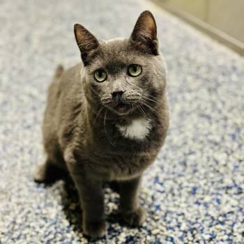 Blue  -  Domestic Short Hair Cat Available for Adoption in Jackson Township, New Jersey - Blue  | PetCurious