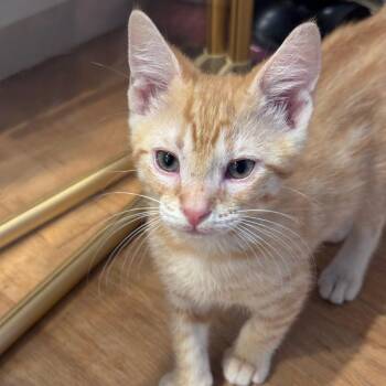 Windsock -  Domestic Short Hair Cat for Adoption in Jupiter, Florida - Windsock | PetCurious