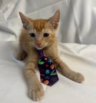 Domestic Short Hair Cats Available for Adoption in Margate, Florida - LED | PetCurious