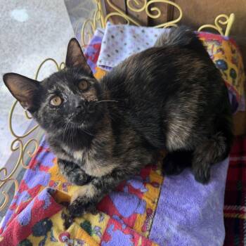 Ruby -  Tortoiseshell and Domestic Short Hair Cat for Adoption in East Amherst, New York - Ruby | PetCurious