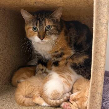 Momma Mercury -  Domestic Short Hair Cat for Adoption in Philadelphia, Pennsylvania - Momma Mercury | PetCurious