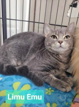 Limu Emu -  Domestic Short Hair Cat for Adoption in Richmond, Indiana - Limu Emu | PetCurious