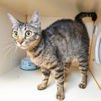 Valerie -  Domestic Short Hair Cat for Adoption in South Elgin, Illinois - Valerie | PetCurious