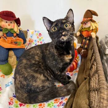 Rescue Domestic Short Hair Cats for Adoption in Houston, Texas - Petunia | PetCurious
