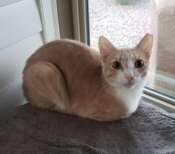 Rescue Domestic Short Hair Cats for Adoption in Gilbert, Arizona - Butterscotch | PetCurious