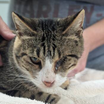 Rescue Domestic Short Hair Cats for Adoption in Canton, Illinois - Wildflower | PetCurious