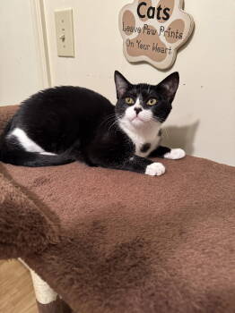 Rescue Domestic Short Hair Cats for Adoption in Hammond, Louisiana - Junie | PetCurious