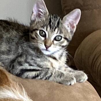 Rescue Domestic Short Hair Cats for Adoption in Long Beach, California - Rev | PetCurious