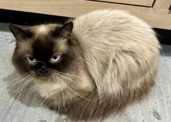 Cadbury -  Himalayan Cat for Adoption in Red Bank, New Jersey - Cadbury | PetCurious