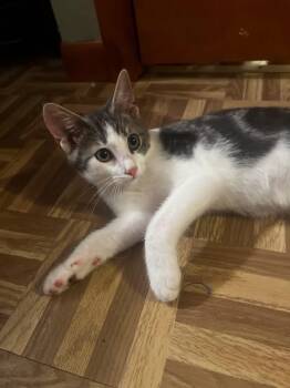 Comet -  Domestic Short Hair Cat for Adoption in Salamanca, New York - Comet | PetCurious