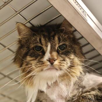 Domestic Long Hair Cats Available for Adoption in Briarcliff Manor, New York - Emma | PetCurious