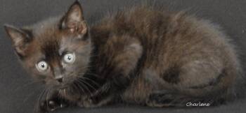 Cassette -  Domestic Short Hair Cat for Adoption in Newland, North Carolina - Cassette | PetCurious